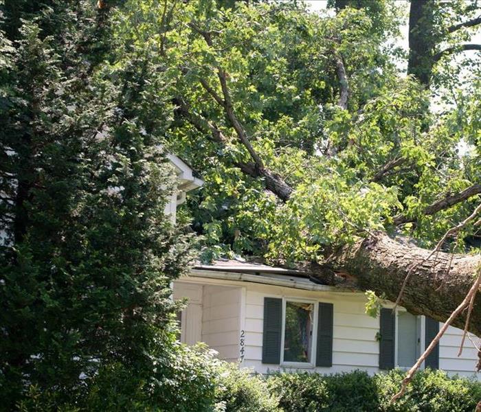 Large tree roof damage